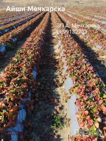 Продавам разсад ягоди сорт Алба., снимка 12 - Разсади - 51310162