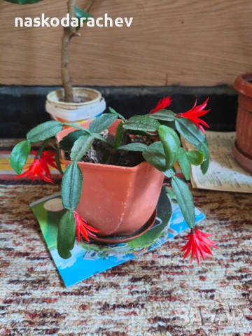 Стайно цвете "Великденче", снимка 9 - Стайни растения - 50951816