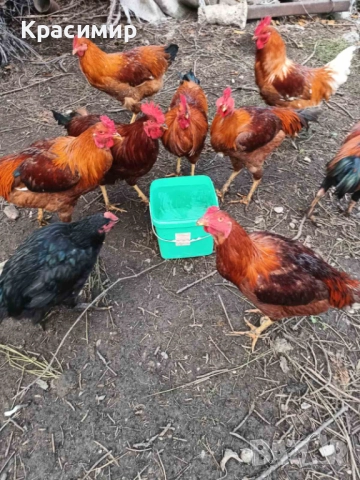 Продавам кокошки, петли породисти, неми патици., снимка 8 - Патици и гъски - 48682860