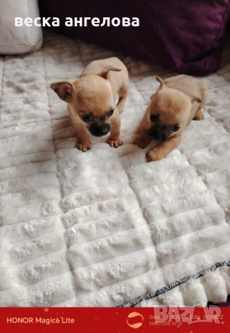 Чаровни мини чихуахуа , снимка 5 - Чихуахуа - 53608068