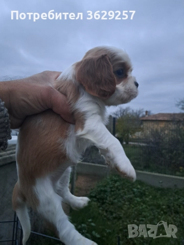 Кавалер кинг чараз шпаньол, снимка 2 - Кавалер кинг чарлз шпаньол - 52618724