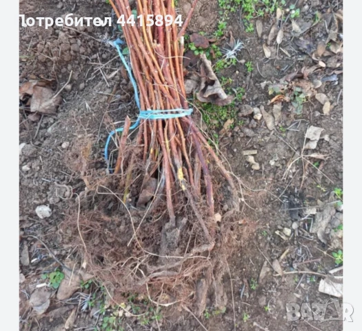 Разсад ягоди и малини , снимка 6 - Разсади - 53893507