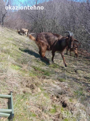 Продавам Едногодишен Пръч Кафява Алпийска