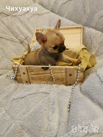 Чихуахуа мъжки и женски, снимка 4 - Чихуахуа - 41803190