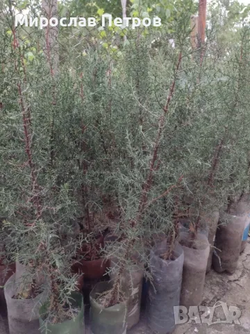 Дърво кипарѝс (Cupressus sempervirens), снимка 9 - Разсади - 40621758