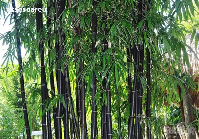 100 бр. бамбукови семена - Phyllostachys nigra - Издръжлив рядък вид вечнозелен черен бамбук, снимка 17 - Сортови семена и луковици - 46470712