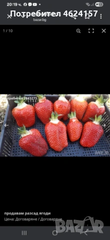 Продавам разсад ягоди, снимка 12 - Сортови семена и луковици - 54183157