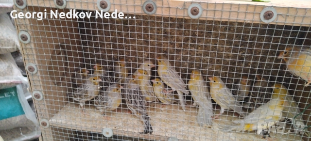 Продавам канари , снимка 5 - Канари - 52758060