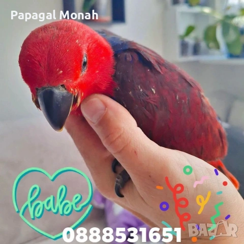 ръчно хранени папагали Еклектус , снимка 2 - Папагали - 54259693