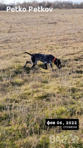 Курцхаар, снимка 3 - Курцхаар - 53096717