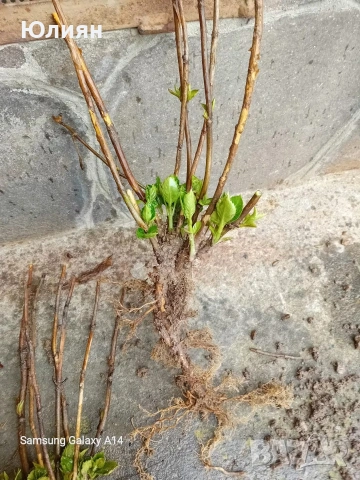 Хортензия , розова , снимка 9 - Разсади - 53745083