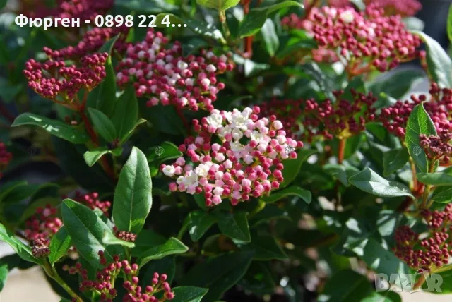 Лаврова Калина (Viburnum Tinus), снимка 5 - Разсади - 49417337