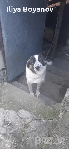 куче алабай, снимка 5 - Алабай - 52422874