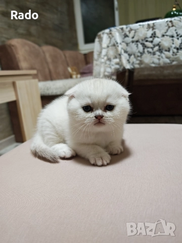 Клепоухи и правоухи сребърни чинчили , снимка 8 - Британска късокосместа - 52890489