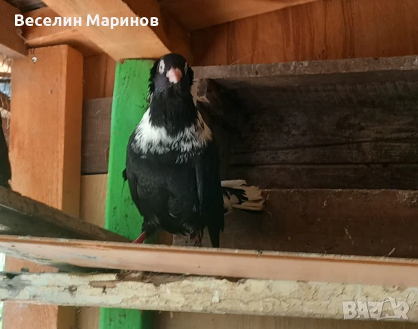 продавам  шуменски  гьлаби  и  американски храна4и, снимка 6 - Гълъби - 50969461