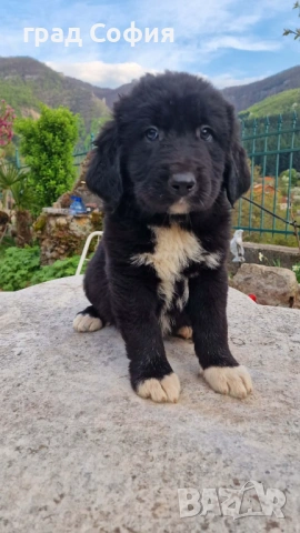 продавам породисти кученца на 40дена-Каракачанки, град Враца