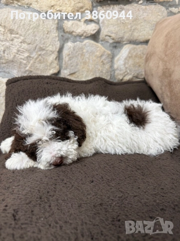 Женско лагото романьол, снимка 2 - Други - 54242943