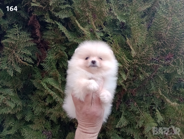 Мъжки и женски Померани. Реални снимки от 22.03.26 г. , снимка 2 - Померан - 53910902