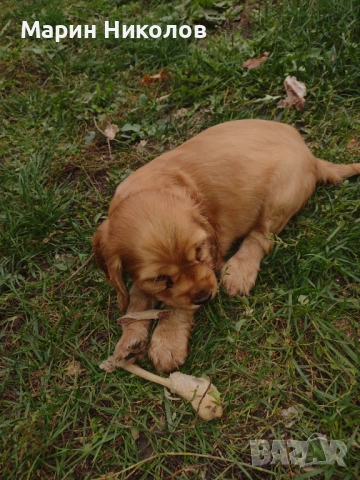  Американски кокер шпаньол , снимка 3 - Кокер шпаньол - 52322571