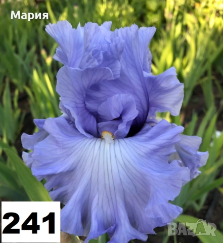 Сортови вискоки ириси /брадати ириси, снимка 14 - Градински цветя и растения - 51459299