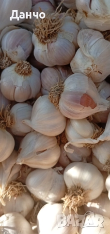 Продавам разсад-ягоди малини лозе алое Вера маруля стари сортовете семена картофи и де, снимка 13 - Разсади - 52299966