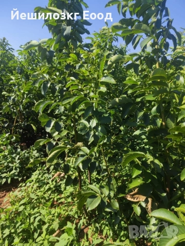 Орехови фиданки. Orehovi fidanki, снимка 9 - Разсади - 51818767