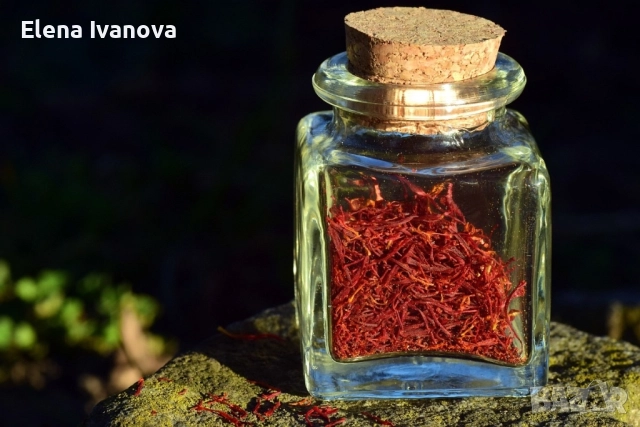 Натурални нишки от домашно виреeщ шафран (Crocus sativus) – Българска продукция“