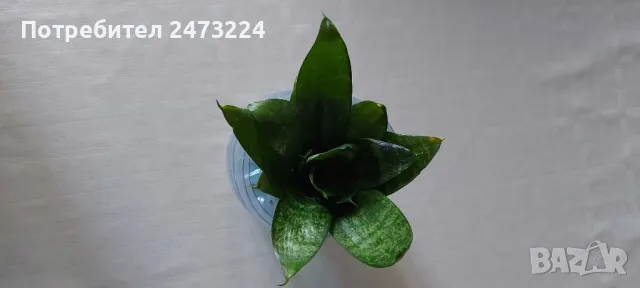 Сансевиери различни и спатифилум , снимка 11 - Стайни растения - 35698631