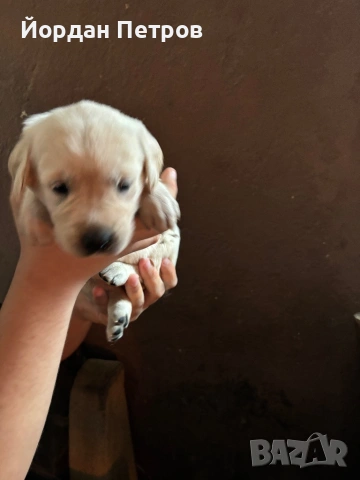 Голдън редривър , снимка 3 - Голдън ретривър - 53274440