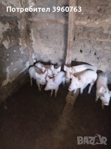 Продавам прасенца и една голяма свиня, снимка 3 - Прасета - 53938417