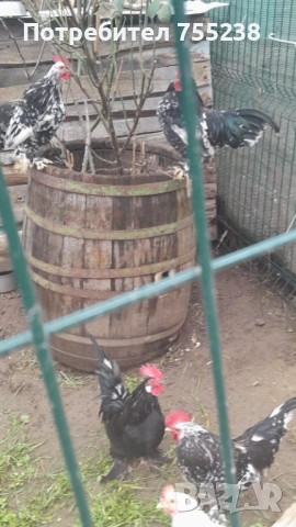 Продавам или заменям Петли , снимка 7 - За птици - 53296058