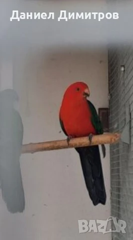 папагали на добри цени, снимка 5 - Папагали - 50591432