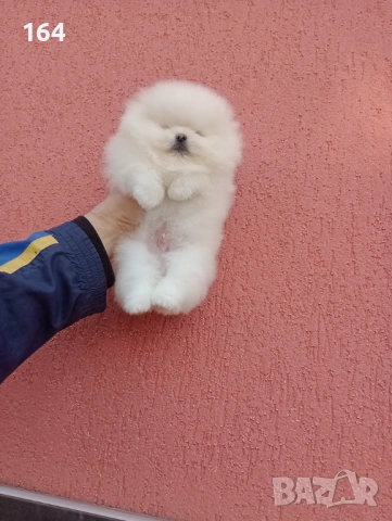 Мъжки бял Померан. Реални снимки от 06.01.26 г. , снимка 5 - Померан - 53003939