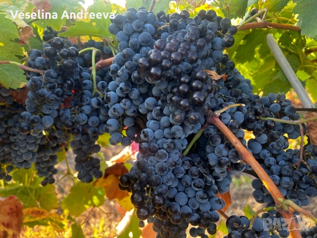 Мерло и Каберне, снимка 1