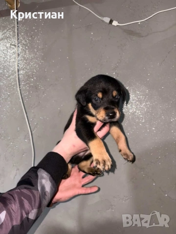 Продавам Чистокръвни Добермани , снимка 5 - Доберман - 53694238