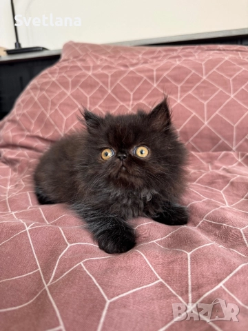 Персийси котенца, снимка 6 - Персийска - 51707567