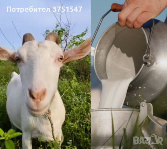 ПРОДАВАМ Прясно Козе Мляко и Сирене!, снимка 5 - Кози - 45932480