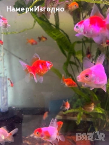 Златни Оранди