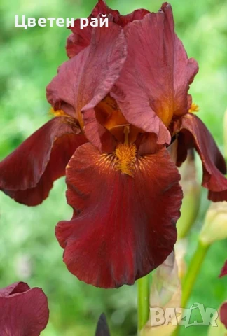 Ризоми на ириси микс цвят на късмет от показаните , снимка 16 - Градински цветя и растения - 51088604