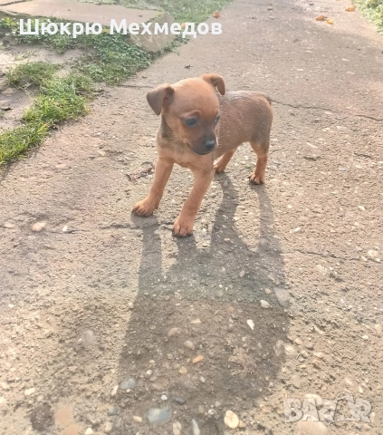 Мъжко пинчер , снимка 3 - Пинчер - 52649997