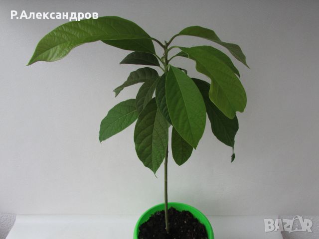 Авокадо високо 42 см, снимка 2 - Градински цветя и растения - 44972320