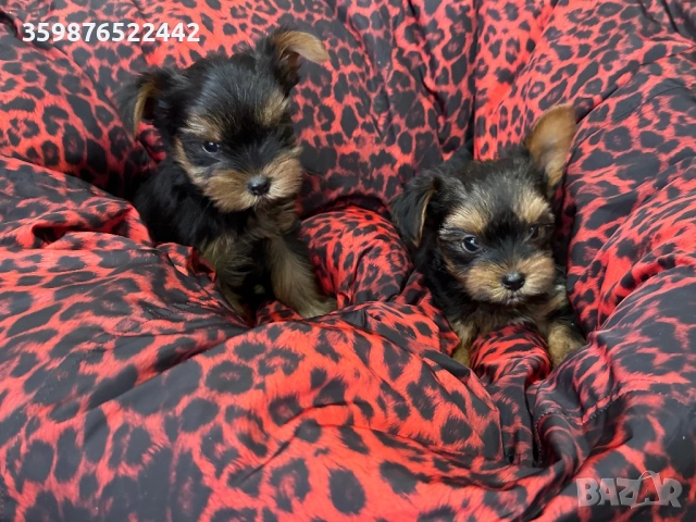 Йоркширски териерчета , снимка 6 - Йоркширски териер - 53375639