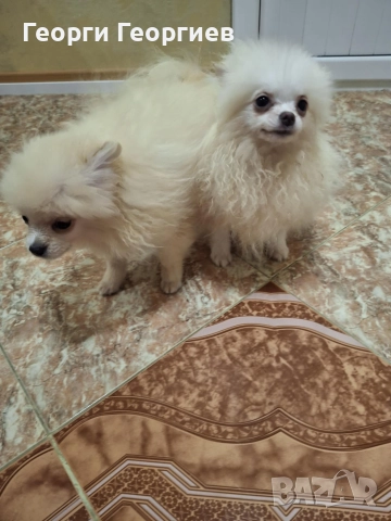 Две мини момченца на 77 дни със ваксини и паспор.Външно и вътрешно обезпаразитени., снимка 2 - Померан - 51720502