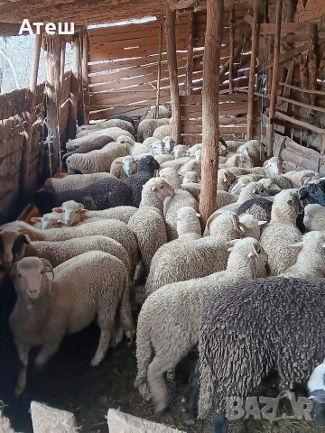 Агнета за клане и за дамазлък, снимка 5 - Овце - 53992251