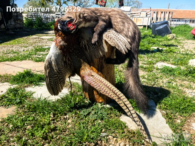 Препарирани животни, снимка 3 - Други - 54241701