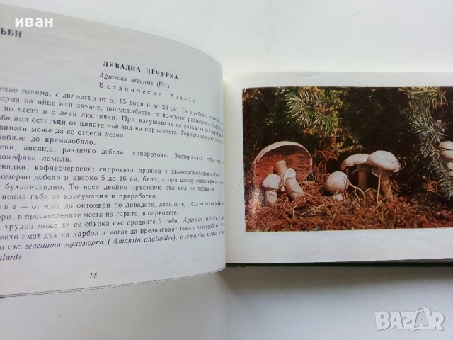 Диворастящите гъби - Н.Колев,Аф.Охапкин - 1974г., снимка 3 - Енциклопедии, справочници - 51999994