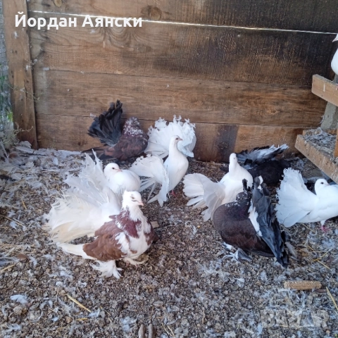 Паунести гълъби , снимка 5 - Гълъби - 52447948