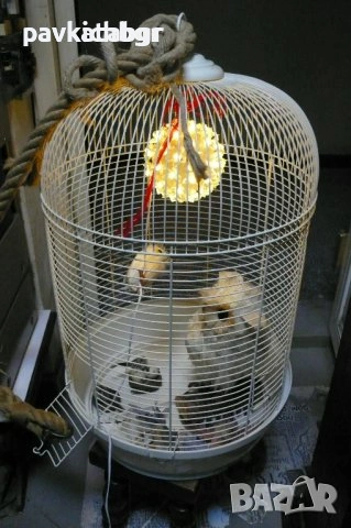 Кафез за папагали