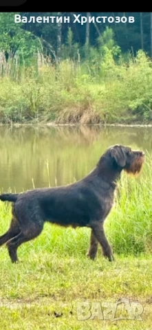 дратхаар , снимка 6 - Дратхаар - 52393727