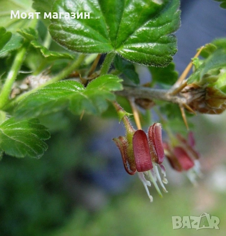 Цариградско Грозде, снимка 6 - Градински цветя и растения - 53650621